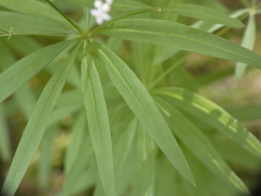 Galium aristatum
