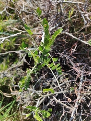 Sophora molloyi