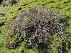Sophora molloyi