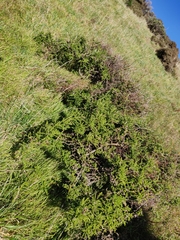 Sophora molloyi
