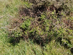 Sophora molloyi