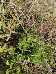 Sophora molloyi