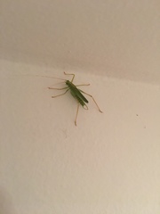 Meconema thalassinum