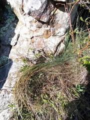 Festuca actae