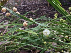 Acacia willdenowiana