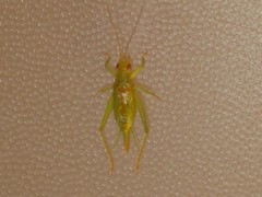 Cyrtoxipha columbiana