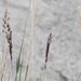 Calamagrostis purpurascens - Photo (c) David McCorquodale, alguns direitos reservados (CC BY), uploaded by David McCorquodale