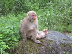 Macaca fuscata fuscata
