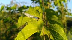 Erythromma