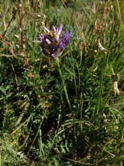 Astragalus leontinus