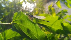 Erythromma