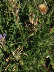 Astragalus leontinus