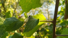 Erythromma
