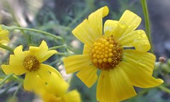 Senecio spanomerus