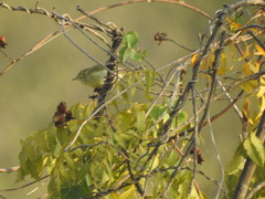 Phylloscopus nitidus