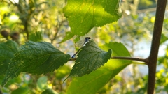 Erythromma