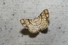 Heterostegane warreni