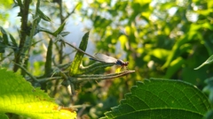 Erythromma