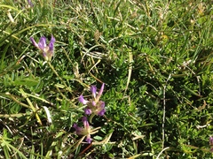 Astragalus leontinus