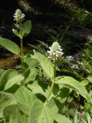 Stachys pycnantha