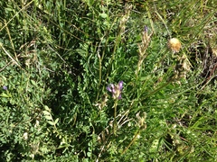 Astragalus leontinus