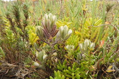 Chloropyron maritimum