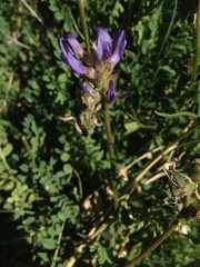Astragalus leontinus