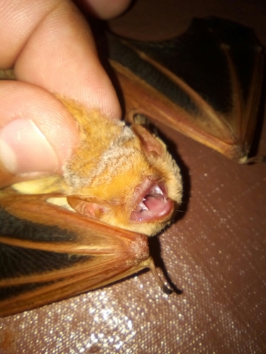 Lasiurus frantzii