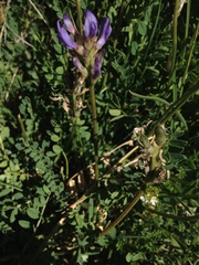 Astragalus leontinus