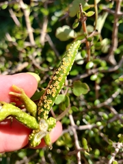 Puccinia otagensis