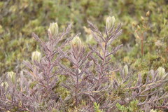 Chloropyron maritimum