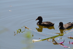 Fulica atra