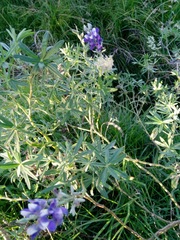 Lupinus pubescens