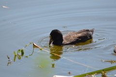 Fulica atra