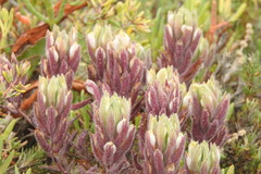 Chloropyron maritimum