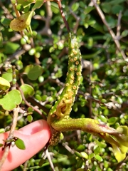 Puccinia otagensis