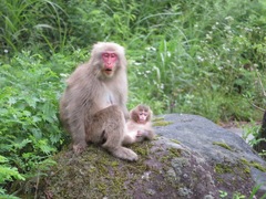 Macaca fuscata fuscata