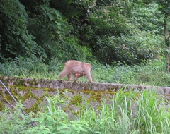 Macaca fuscata fuscata