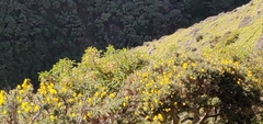 Sophora molloyi