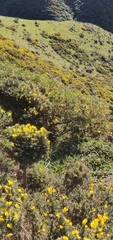 Sophora molloyi