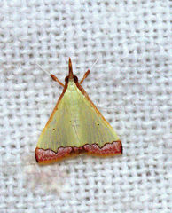 Autocharis amethystina