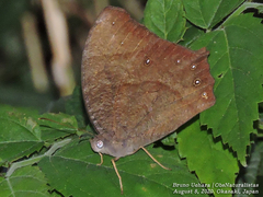 Melanitis phedima oitensis