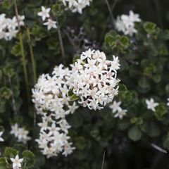 Pomaderris obcordata
