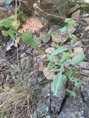 Hylotelephium maximum