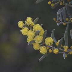 Acacia triquetra