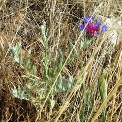 Centaurea depressa