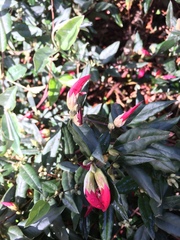 Brachysema celsianum