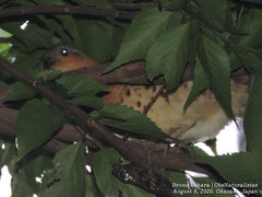 Bambusicola thoracicus