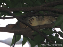 Bambusicola thoracicus