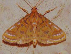 Daulia afralis